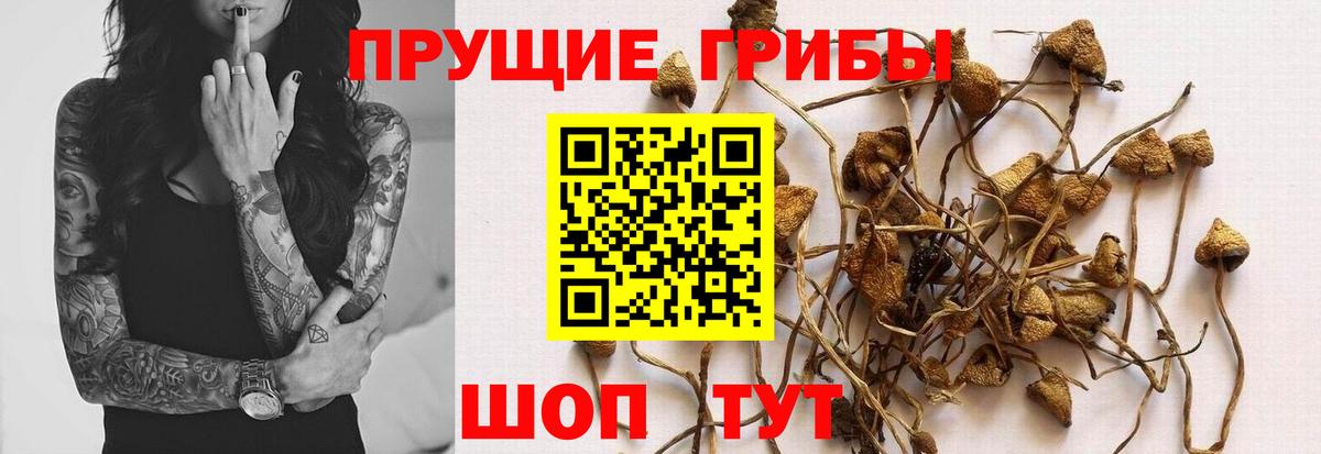 Павлово  Псилоцибиновые грибы ЛСД  где продают наркотики  Псилоцибиновые грибы мухоморы  Вход с VPN 